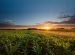 Beautiful view of corn farm. Cereal plants are growing on field during sunset. Scenic view of agricultural land against sky.