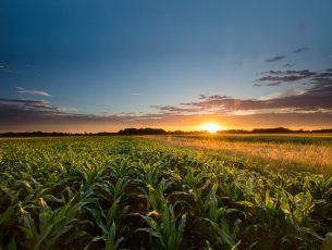 Beautiful view of corn farm. Cereal plants are growing on field during sunset. Scenic view of agricultural land against sky.
